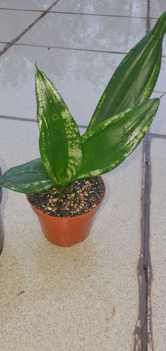 Сансевієрія Уітні Sansevieria Whitney