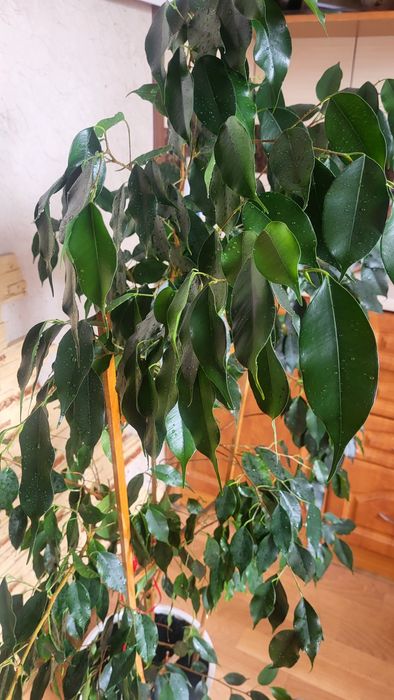 Фікус Бенджаміна