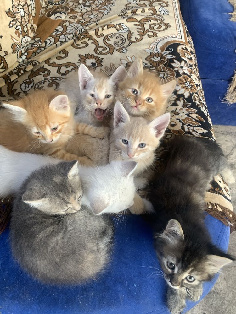 Котенята