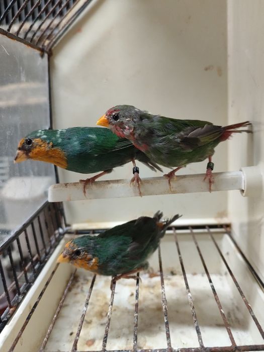 Várias espécies de exóticos