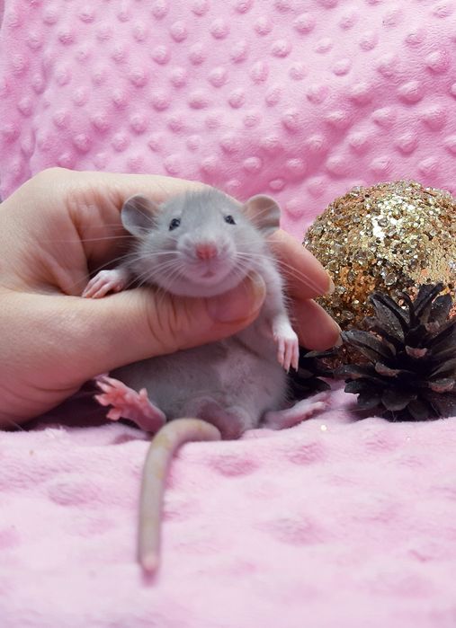 Крысы,крыски,крысята дамбо,клетки,корма,аксессуары