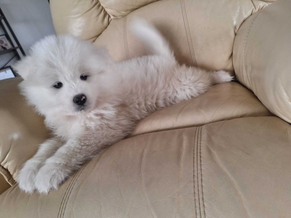 Szczeniak samoyed suczka