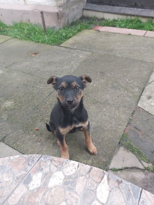 Песик шукає господаря