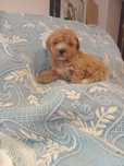 Excelente machoCaniche Toy