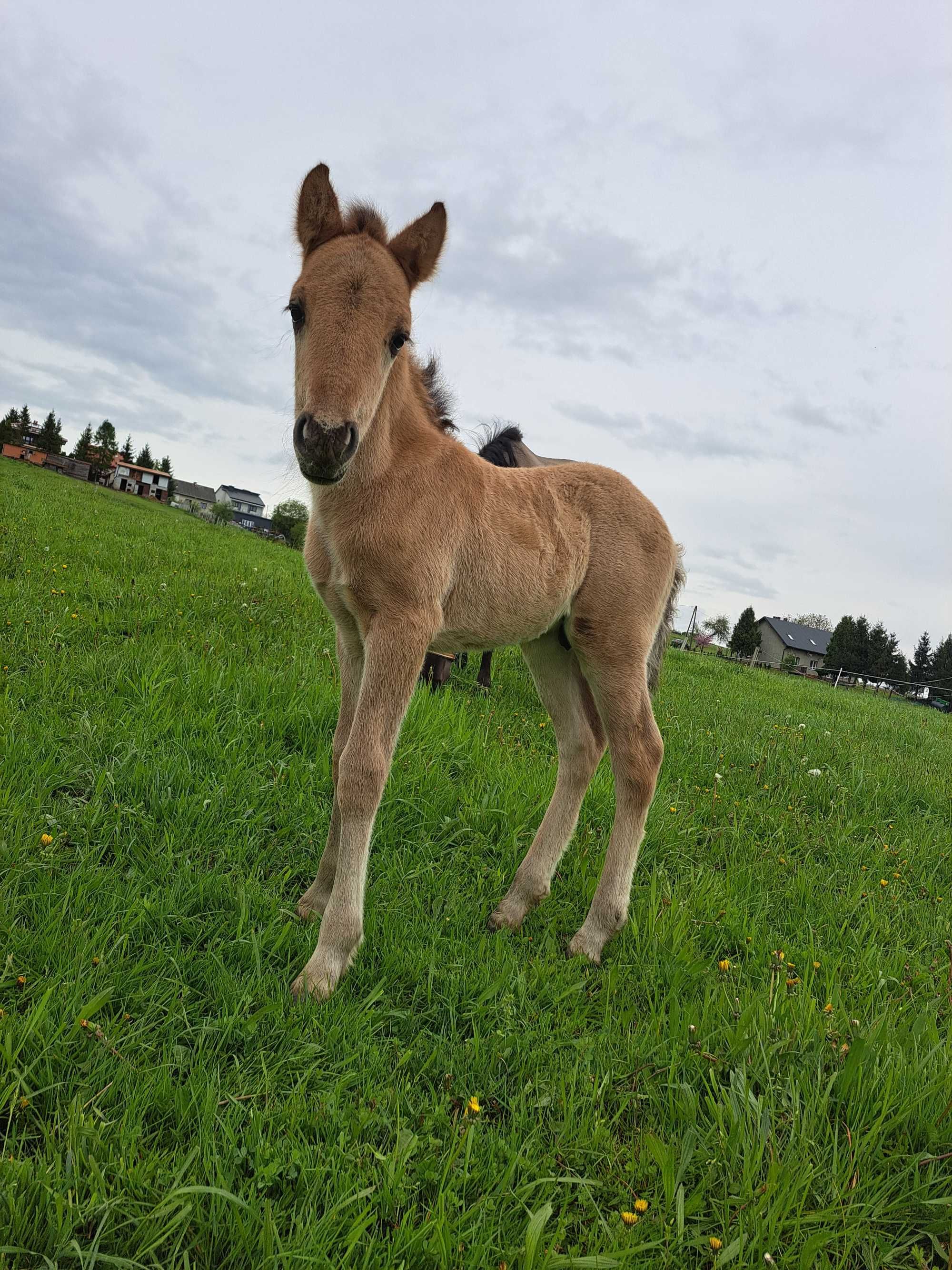 Koń Konik polski ogierek