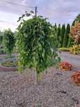 Morwa czarna pendula