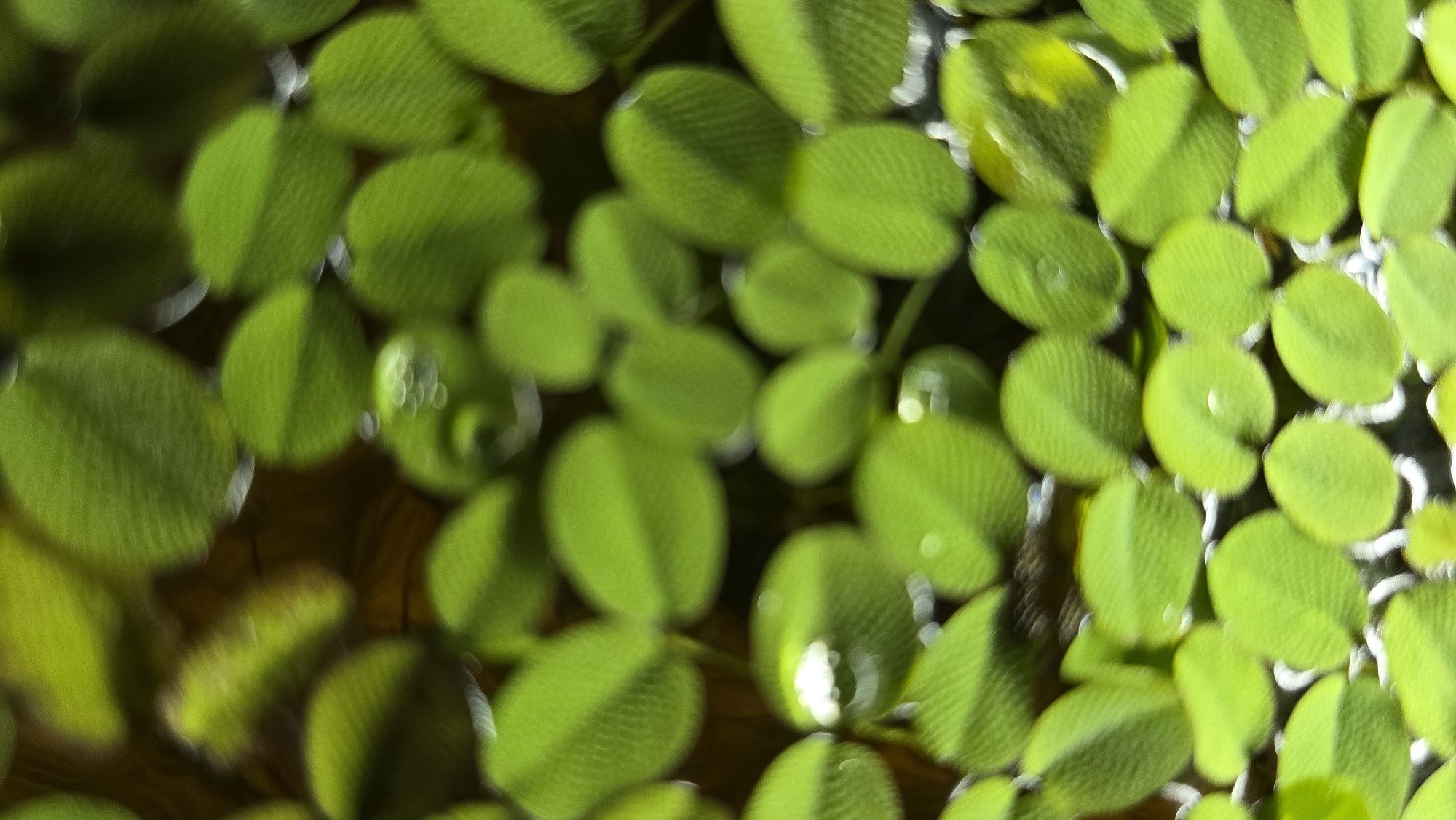 Plantas para aquário