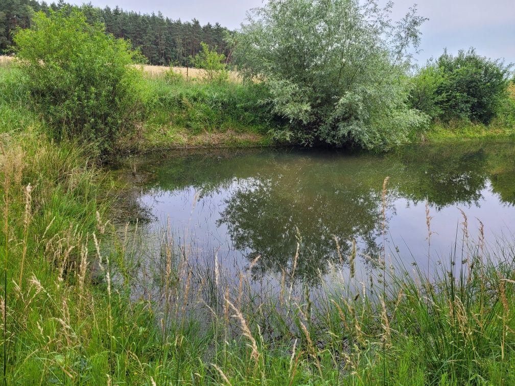 Cudowna Działka na sprzedaż w sercu lasu. Góry Prusinowskie