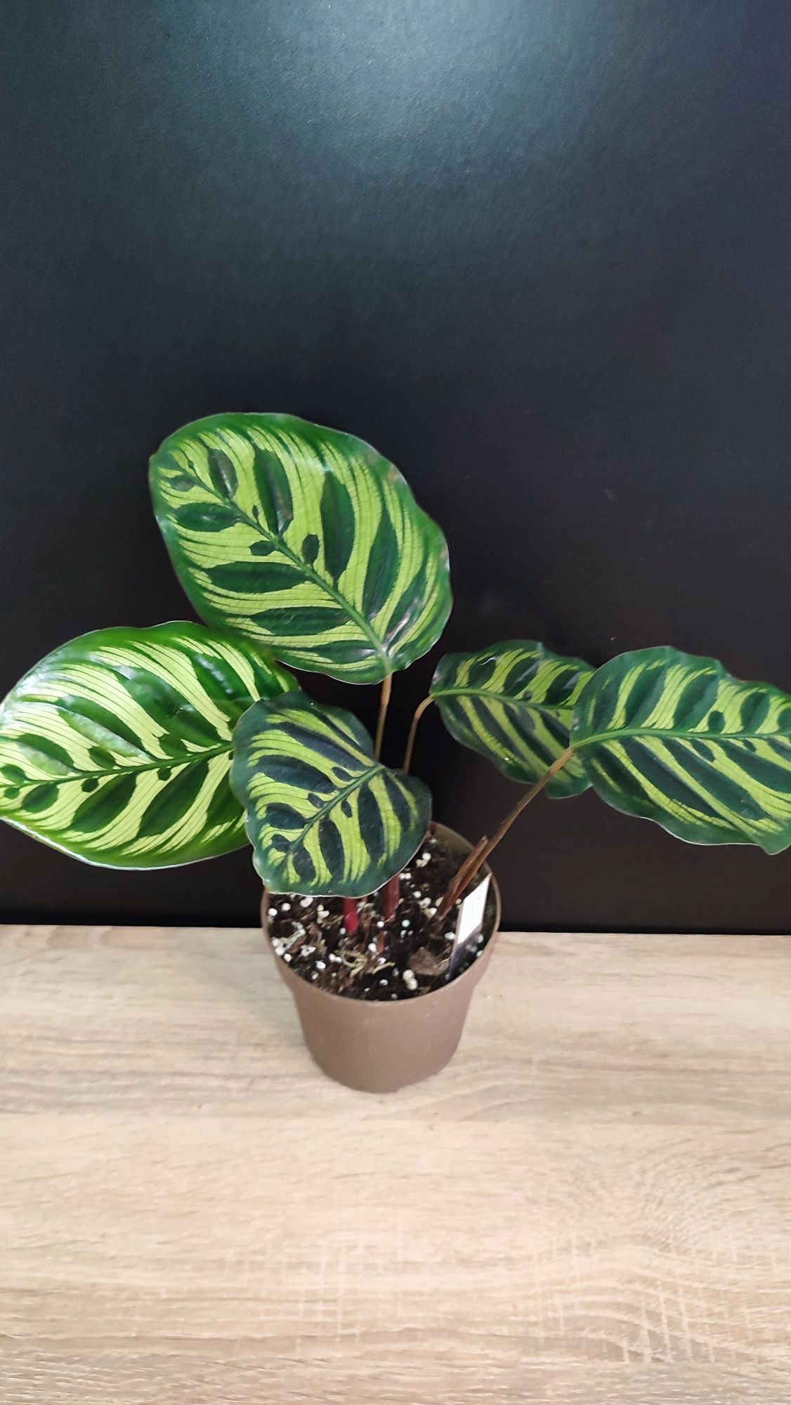 Kalatea Makoya,Calathea Makoyana