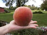 Pessegueiro RESISTENTE à LEPRA - fruto gigante