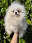 Spitz macho anão