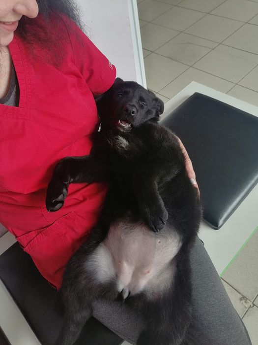 Ветеринарний лікар