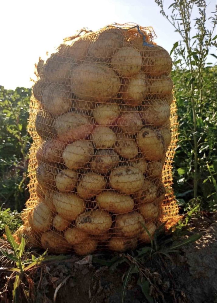 Ziemniaki Denar 15kg