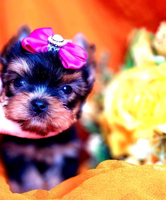 Yorkshire Terrier - Cudna mini suczka ZKwP FCI .