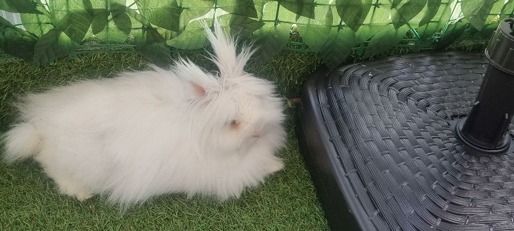 Krolik Tedy miniaturka