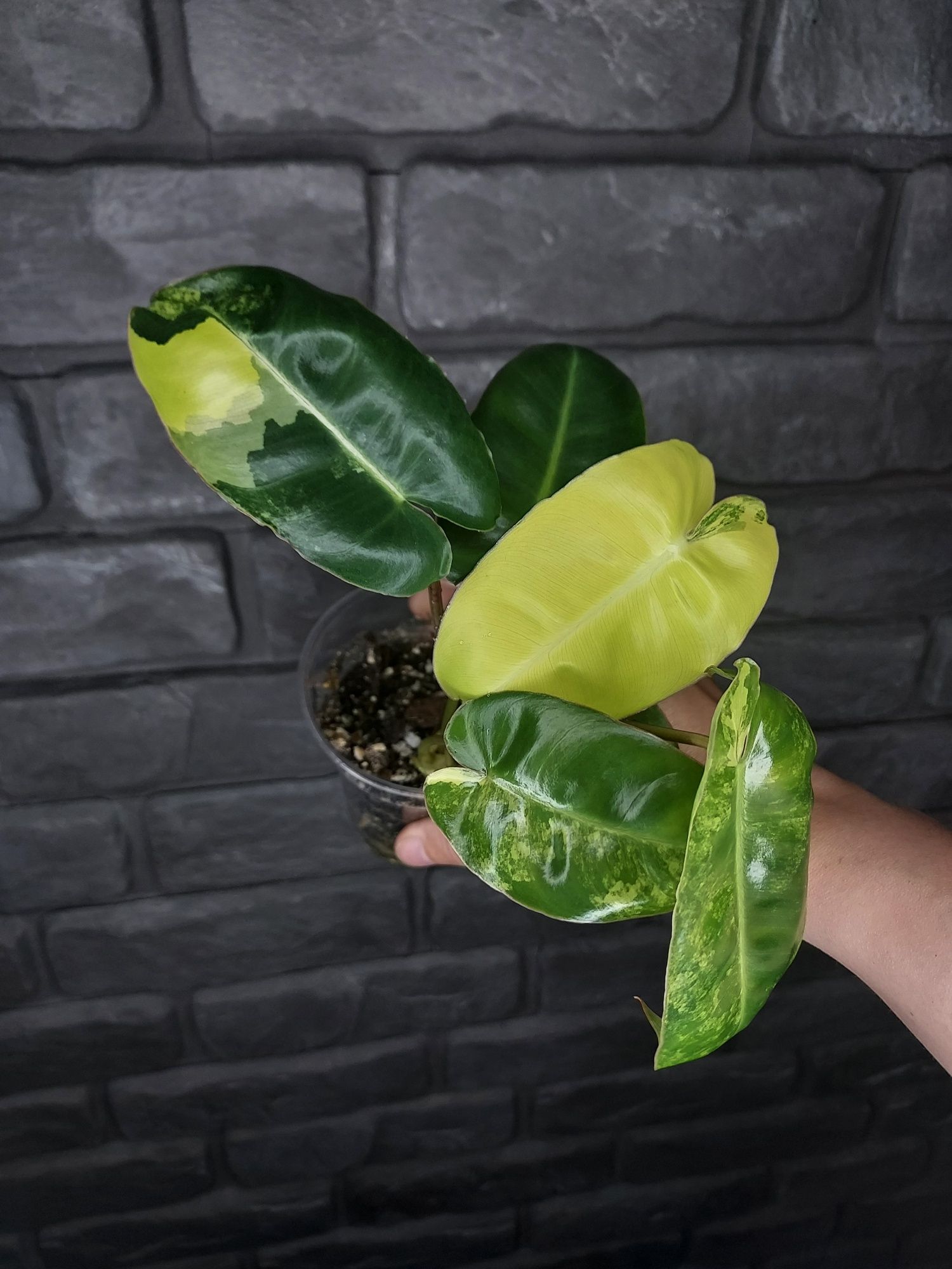 Philodendron Burle Marx Variegata #3
