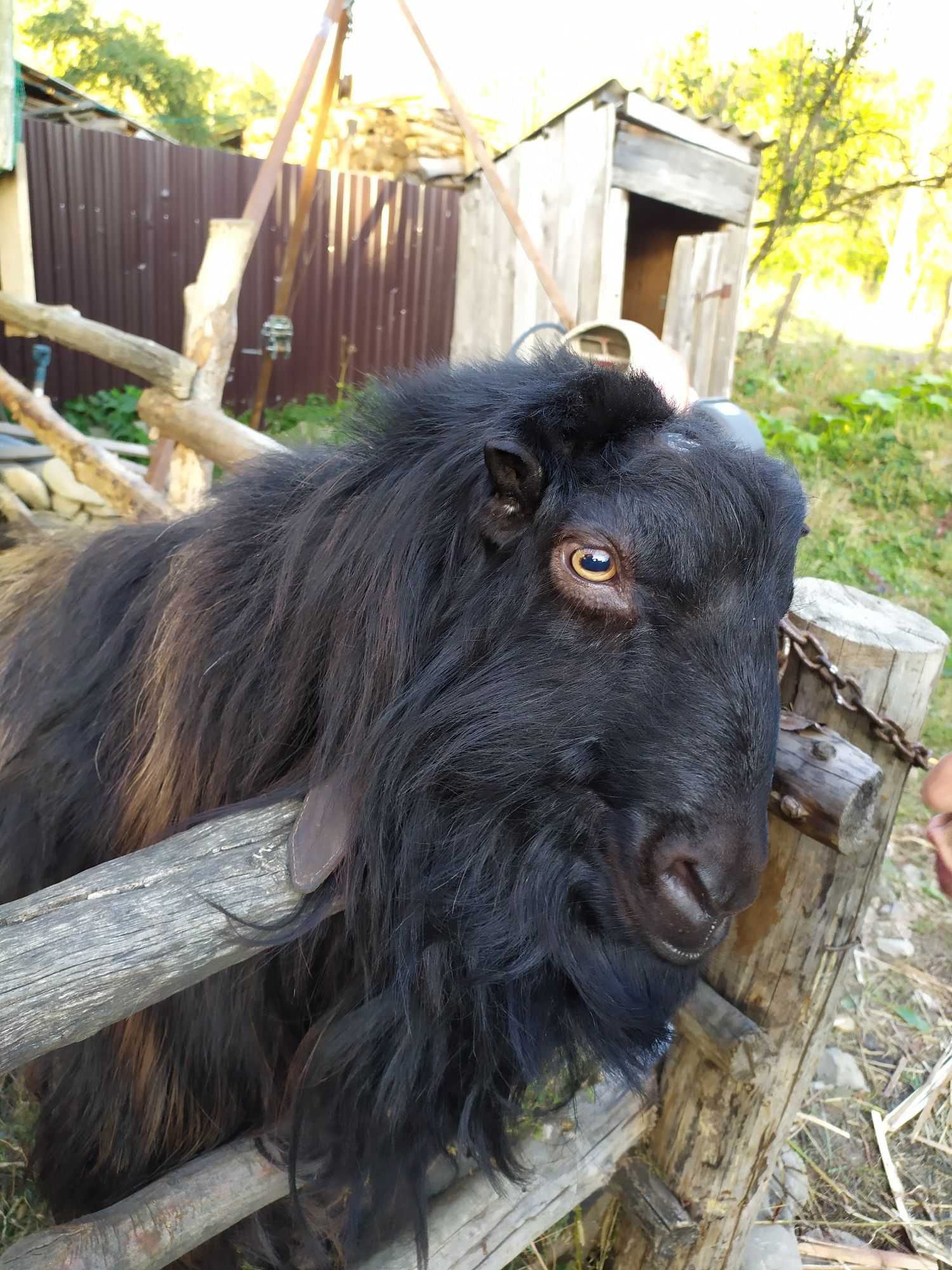 Козел (цап) ламанча (вязка, паровка)