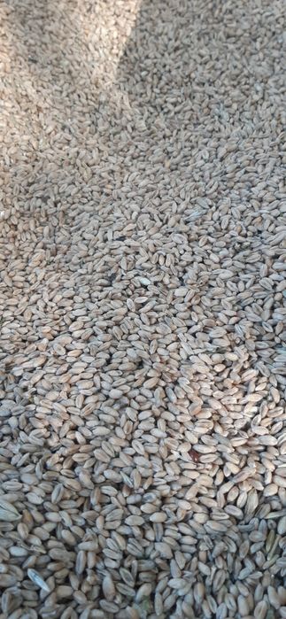 Pszenica zbiór 2025