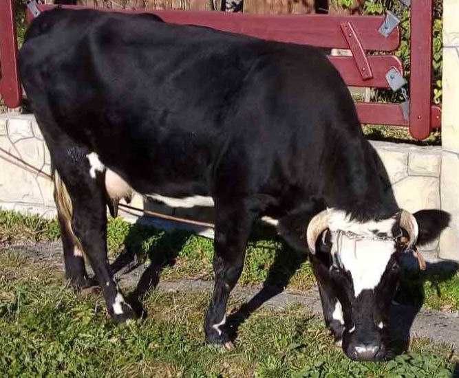 Корова продається