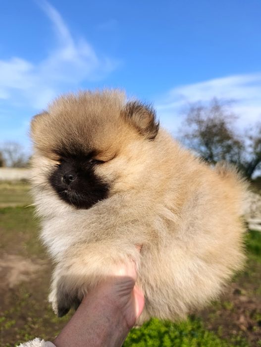 Szpic miniaturowy pomeranian piesek