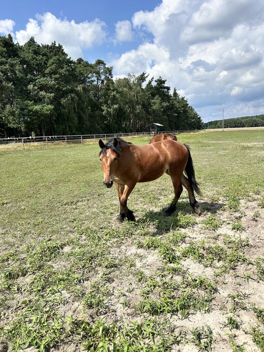 Sprzedam klacz roczną zimnokrwistą