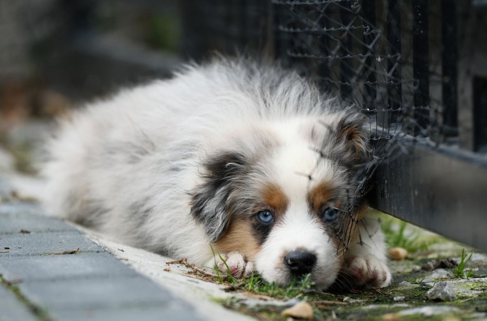 Piesek blue merle długi ogon miniaturowy owczarek amerykański ZKwP/FCI