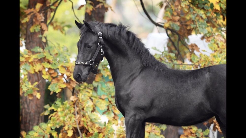 Фриз жеребята