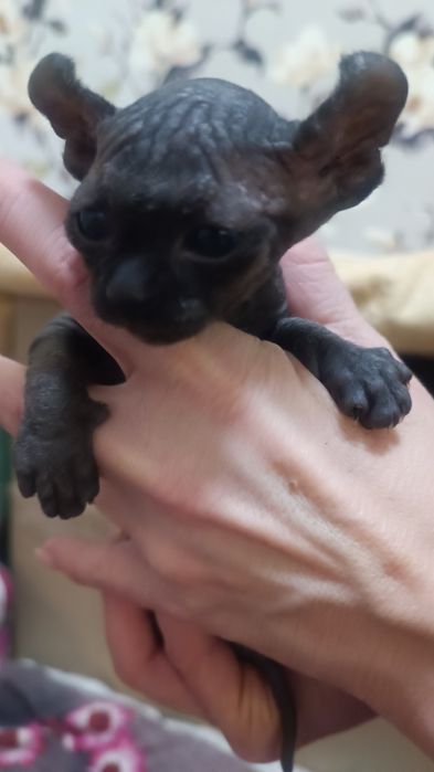 Канадский сфинкс