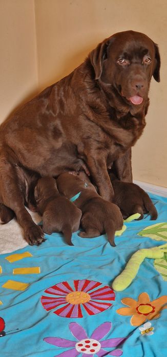 Labrador retriever szczeniaki z rodowodem