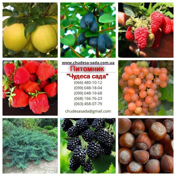 Саженцы сливы и алычи: эксклюзивные сорта и огромный выбор для сада!