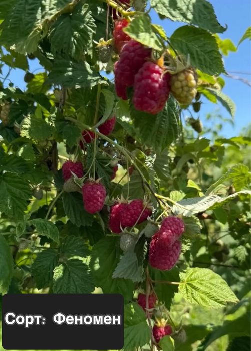 Саджанці ремонтантних та не ремонтантних сортів малини