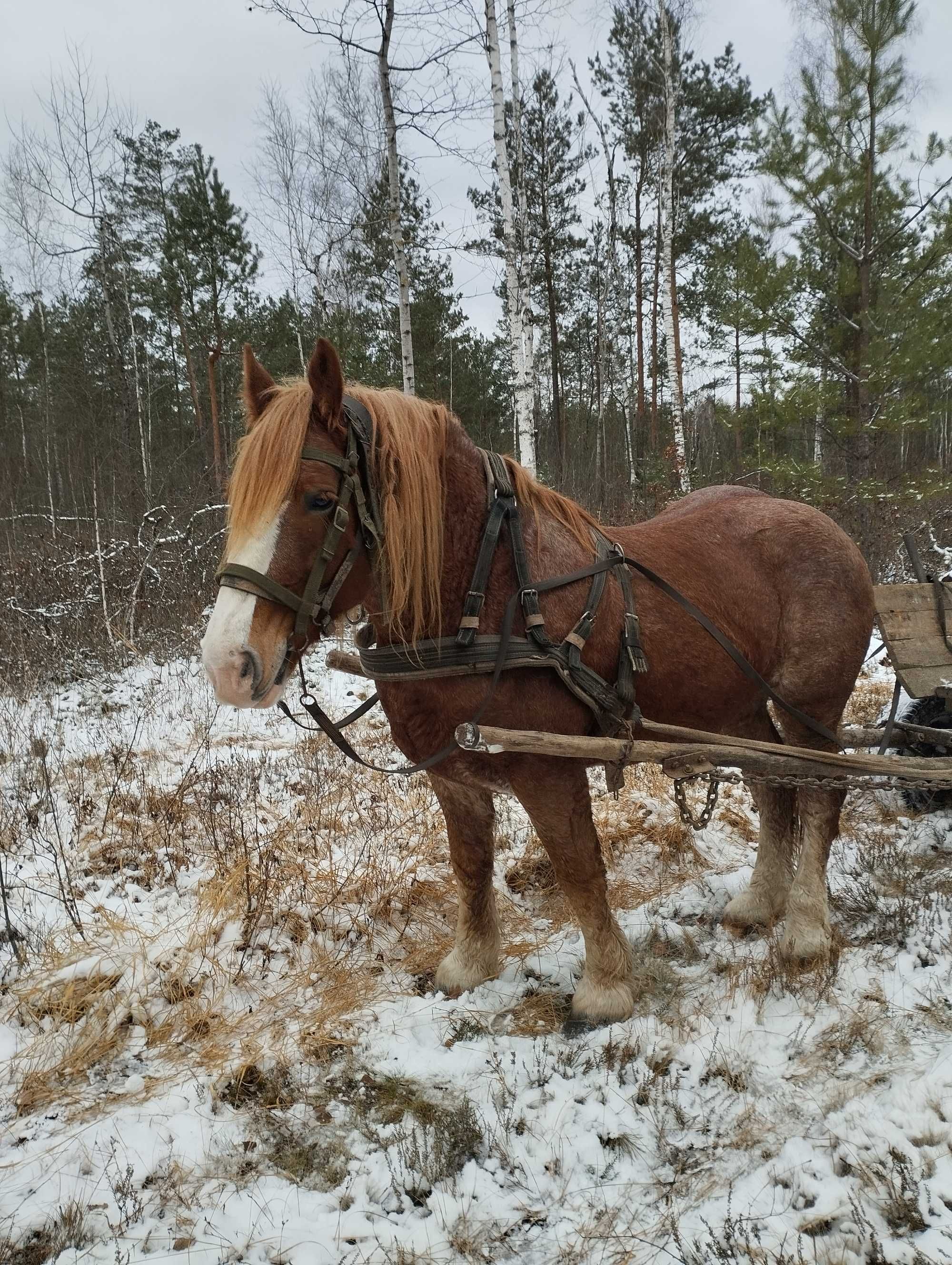 Продам коня велик гарній