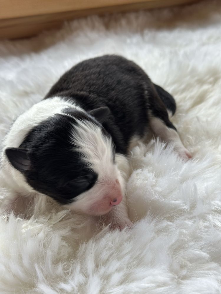 Cudny piesek border collie ZKwP FCI po MŁ.CHPL