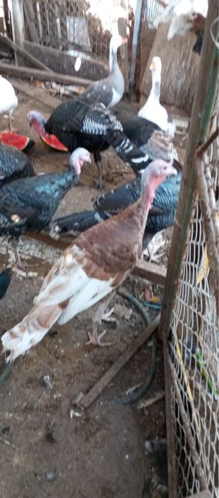 Aves caseiras bom porte