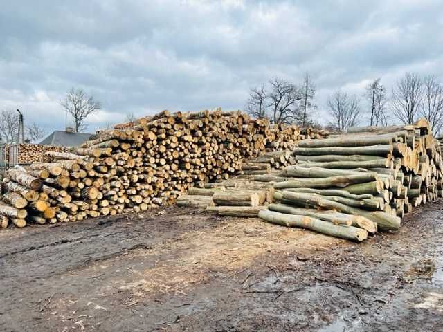 Drewno kominkowe i opalowe, świeże lub suche