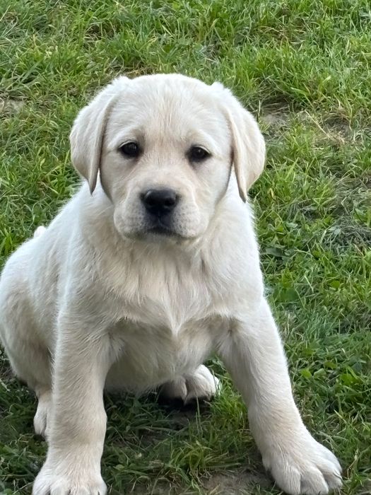 Suczka labrador z metryką ZKwP / FCI