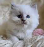 Koteczka Ragdoll z rodowodem