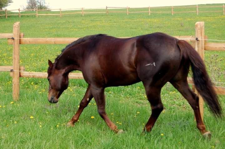 Aqh ogier  Quarter Horse AQH APH stanówka Quarab