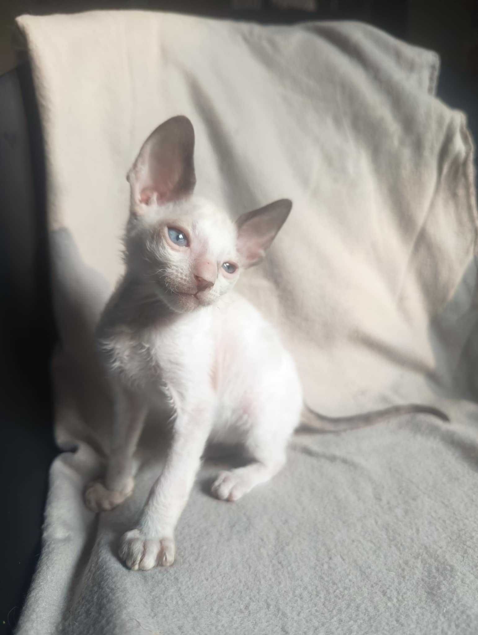 Cornish rex devon rex kot kotka kocięta hod.Urok Życia