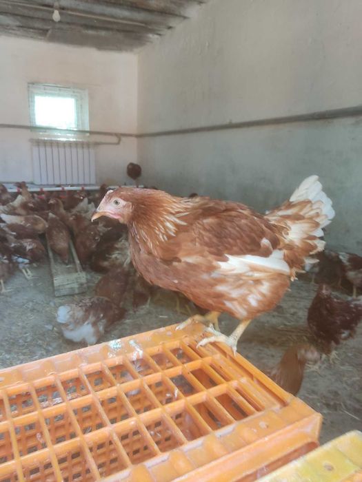 продам Курей несушок! Радивилів! доставка безкоштовна!