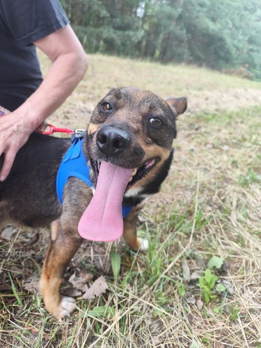 Reksik cudowny kochany piesek 8 kg 3 lata