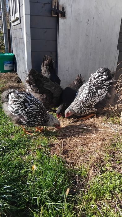 Marans i wyandotte srebrnołuskowane