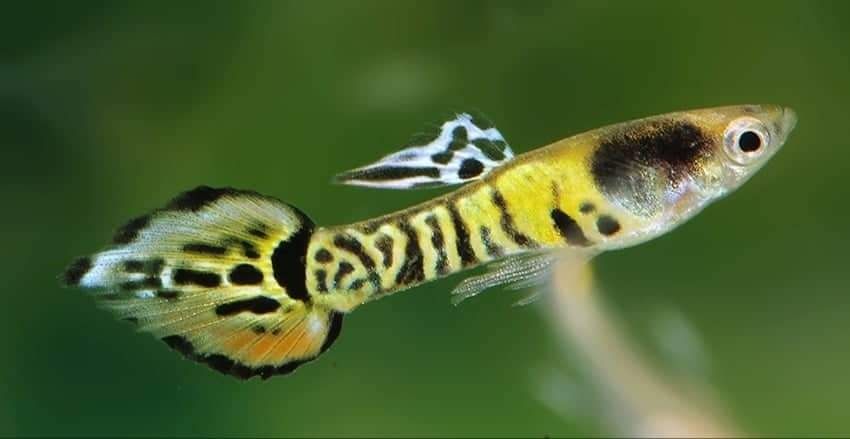 Guppies endler blue tiger spear tail