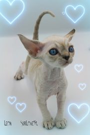 Leon - Devon rex - unikatowy , śnieżny mini lampart