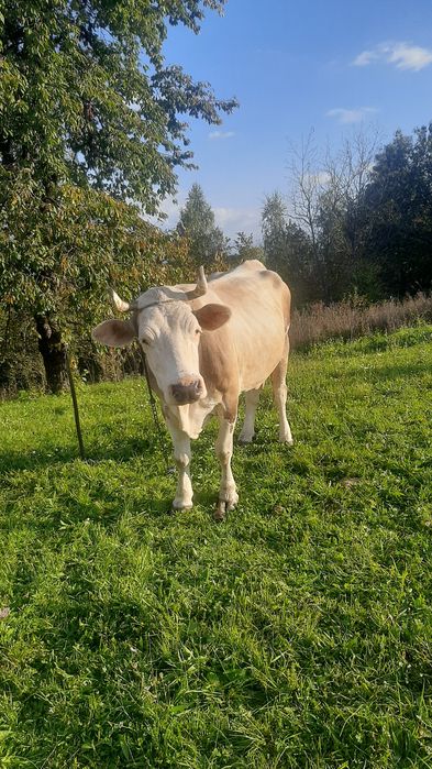 Продам Милашку дуже гарну