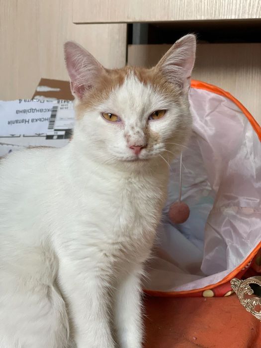 Біло-руде сонечко з бурштиновими очима або котик-далматинчик