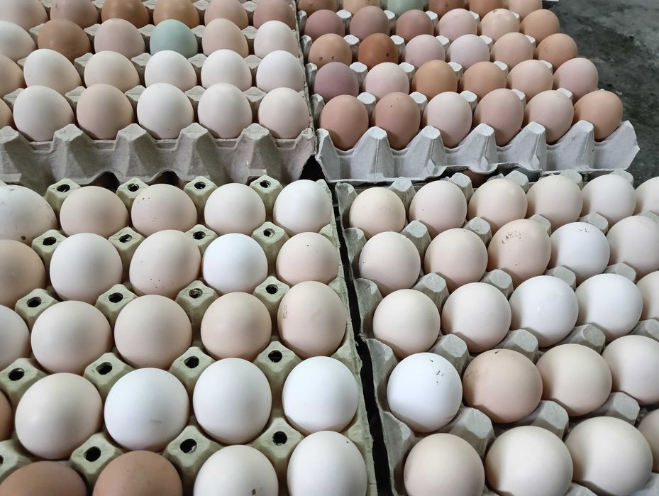 Jajka , Jaja , ZAWSZE ŚWIEŻE!