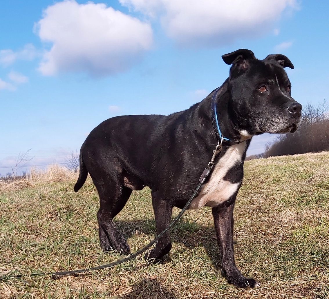 Szwejk - starszy amstaff czeka na dom