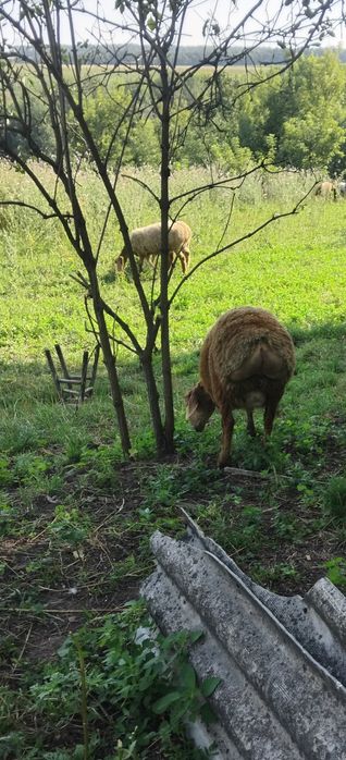 Продам курдючні барани