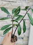 Zamioculcas Wild Long Leaf Variegata- srebrna wariegacja, cala roślina